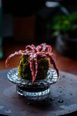 Live Dry Hypnum Plumaeforme Wils. Moss Ball, Kokedama -Terrarium Plant Hub IMG 3040