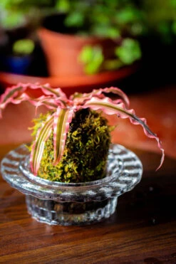 Live Dry Hypnum Plumaeforme Wils. Moss Ball, Kokedama -Terrarium Plant Hub IMG 3041