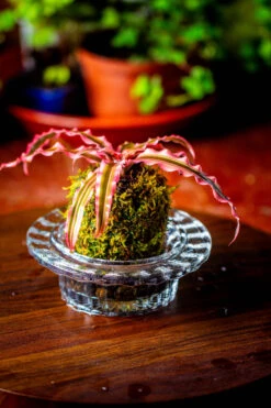 Live Dry Hypnum Plumaeforme Wils. Moss Ball, Kokedama -Terrarium Plant Hub IMG 3043