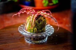 Live Dry Hypnum Plumaeforme Wils. Moss Ball, Kokedama -Terrarium Plant Hub IMG 3044