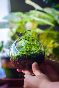 Red Horticultural Lava Rock Volcanic Rock Soil For Cacti Succulents Potted Plants Bonsai -Terrarium Plant Hub IMG 3045 2