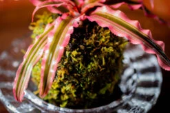 Live Dry Hypnum Plumaeforme Wils. Moss Ball, Kokedama -Terrarium Plant Hub IMG 3045