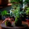 Live Dry Hypnum Plumaeforme Wils. Moss Ball, Kokedama -Terrarium Plant Hub IMG 3048