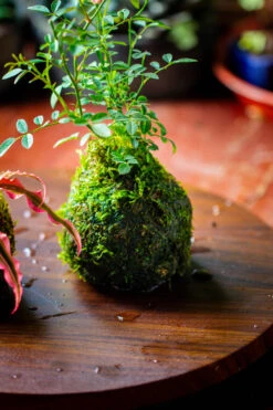 Live Dry Hypnum Plumaeforme Wils. Moss Ball, Kokedama -Terrarium Plant Hub IMG 3050