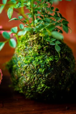 Live Dry Hypnum Plumaeforme Wils. Moss Ball, Kokedama -Terrarium Plant Hub IMG 3052