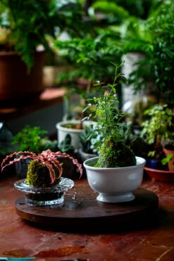 Live Dry Hypnum Plumaeforme Wils. Moss Ball, Kokedama -Terrarium Plant Hub IMG 3053