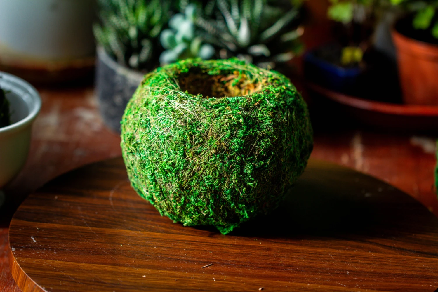 Preserved Hypnum Plumaeforme Wils. Moss Ball, Kokedama Planter 7 Preserved Hypnum Plumaeforme Wils. Moss Ball, Kokedama Planter - Image 5