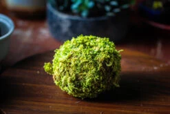 Live Dry Hypnum Plumaeforme Wils. Moss Ball, Kokedama -Terrarium Plant Hub IMG 3066