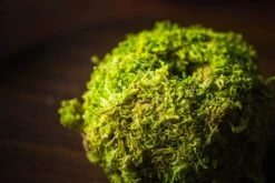 Live Dry Hypnum Plumaeforme Wils. Moss Ball, Kokedama -Terrarium Plant Hub IMG 3067