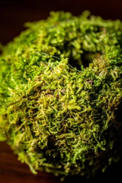 Live Dry Hypnum Plumaeforme Wils. Moss Ball, Kokedama -Terrarium Plant Hub IMG 3068 2