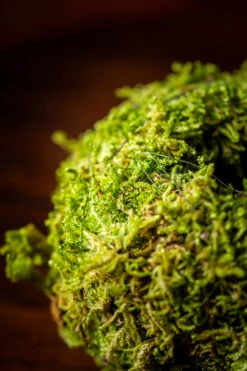 Live Dry Hypnum Plumaeforme Wils. Moss Ball, Kokedama -Terrarium Plant Hub IMG 3069
