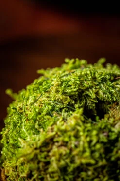 Live Dry Hypnum Plumaeforme Wils. Moss Ball, Kokedama -Terrarium Plant Hub IMG 3071