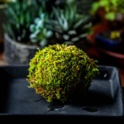 Live Dry Hypnum Plumaeforme Wils. Moss Ball, Kokedama -Terrarium Plant Hub IMG 3084