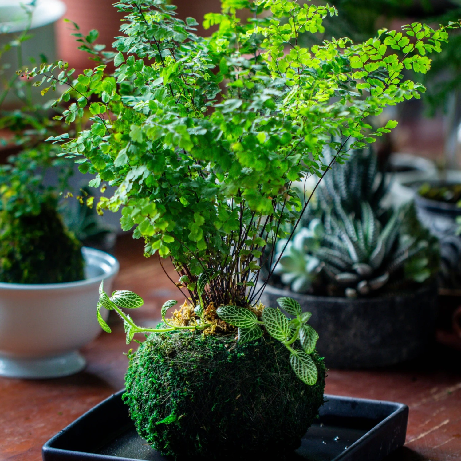 Preserved Hypnum Plumaeforme Wils. Moss Ball, Kokedama Planter 11 Preserved Hypnum Plumaeforme Wils. Moss Ball, Kokedama Planter - Image 9