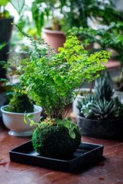 Preserved Hypnum Plumaeforme Wils. Moss Ball, Kokedama Planter 23 Preserved Hypnum Plumaeforme Wils. Moss Ball, Kokedama Planter -Terrarium Plant Hub IMG 3089