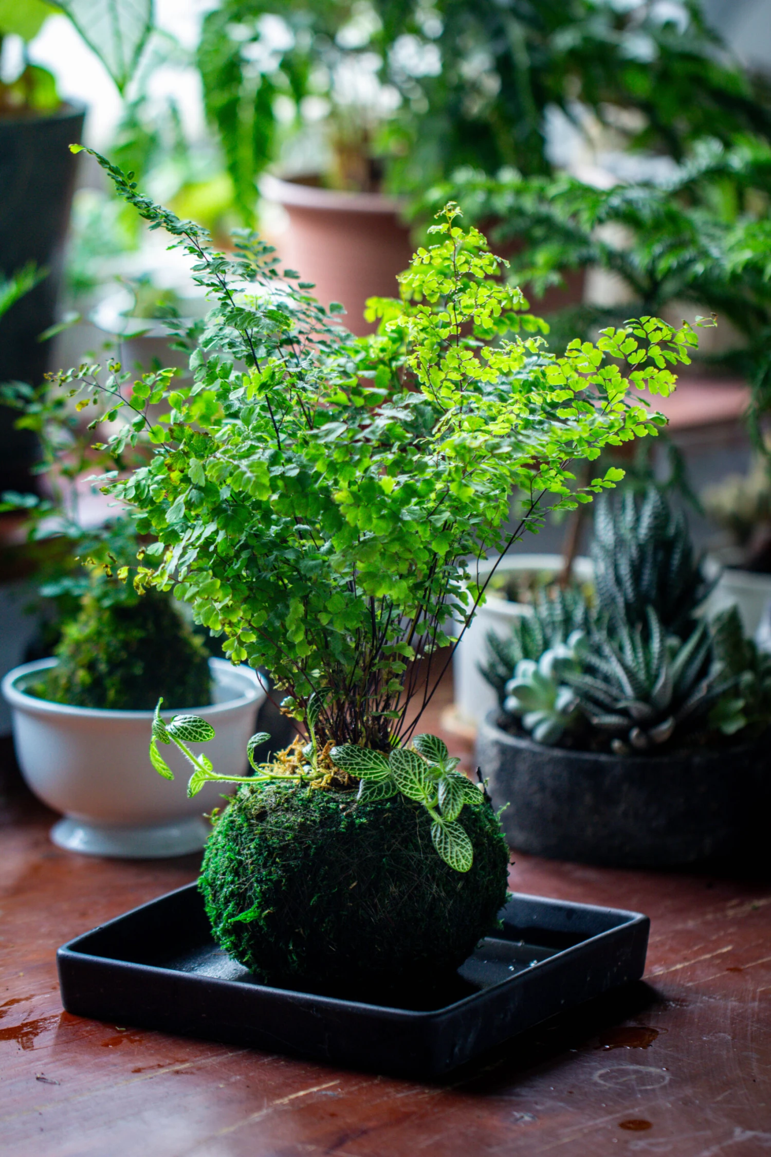 Preserved Hypnum Plumaeforme Wils. Moss Ball, Kokedama Planter 10 Preserved Hypnum Plumaeforme Wils. Moss Ball, Kokedama Planter - Image 8