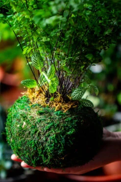 Preserved Hypnum Plumaeforme Wils. Moss Ball, Kokedama Planter 29 Preserved Hypnum Plumaeforme Wils. Moss Ball, Kokedama Planter -Terrarium Plant Hub IMG 3099