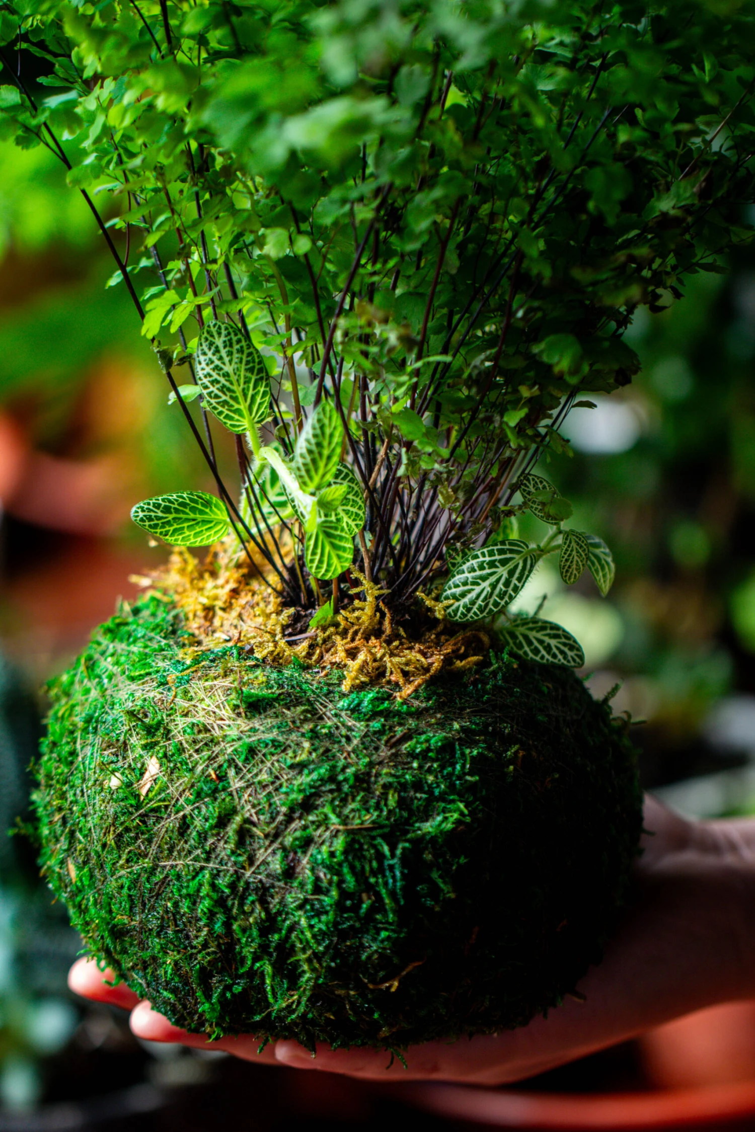 Preserved Hypnum Plumaeforme Wils. Moss Ball, Kokedama Planter 16 Preserved Hypnum Plumaeforme Wils. Moss Ball, Kokedama Planter - Image 14