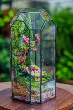 Vintage Tall Octagon Geometric Tin Glass Terrarium , 12.6" , Close, Suitable For Tall Plants, Orchid, Small Begonia Pitcher, Micro Landscape -Terrarium Plant Hub IMG 3134