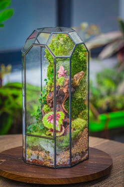 Vintage Tall Octagon Geometric Tin Glass Terrarium , 12.6" , Close, Suitable For Tall Plants, Orchid, Small Begonia Pitcher, Micro Landscape -Terrarium Plant Hub IMG 3135