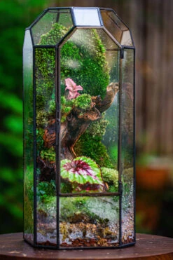 Vintage Tall Octagon Geometric Tin Glass Terrarium , 12.6" , Close, Suitable For Tall Plants, Orchid, Small Begonia Pitcher, Micro Landscape -Terrarium Plant Hub IMG 3139