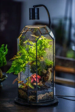 Vintage Tall Octagon Geometric Tin Glass Terrarium , 12.6" , Open, Suitable For Tall Plants, Orchid, Small Begonia Pitcher, Micro Landscape -Terrarium Plant Hub IMG 3178