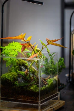 NCYP Acrylic Close Terrarium With Drainage Bottom, Suits For Fly Trap, Pitcher Plants, Moss Ball, Nursery, Small Tropical Plants -Terrarium Plant Hub IMG 3192