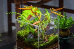 NCYP Acrylic Close Terrarium With Drainage Bottom, Suits For Fly Trap, Pitcher Plants, Moss Ball, Nursery, Small Tropical Plants -Terrarium Plant Hub IMG 3193