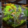 NCYP Acrylic Close Terrarium With Drainage Bottom, Suits For Fly Trap, Pitcher Plants, Moss Ball, Nursery, Small Tropical Plants -Terrarium Plant Hub IMG 3193 0a9033d4 d598 4421 8a4a cf385ff1103d