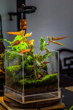 NCYP Acrylic Close Terrarium With Drainage Bottom, Suits For Fly Trap, Pitcher Plants, Moss Ball, Nursery, Small Tropical Plants -Terrarium Plant Hub IMG 3204 33db4369 2c4f 4a29 b932 e8973bc8c659