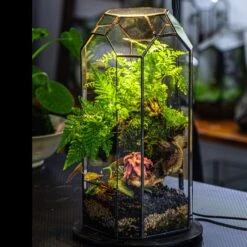 Vintage Tall Octagon Geometric Tin Glass Terrarium , 12.6" , Open, Suitable For Tall Plants, Orchid, Small Begonia Pitcher, Micro Landscape -Terrarium Plant Hub IMG 3207