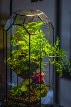 Vintage Tall Octagon Geometric Tin Glass Terrarium , 12.6" , Open, Suitable For Tall Plants, Orchid, Small Begonia Pitcher, Micro Landscape -Terrarium Plant Hub IMG 3232