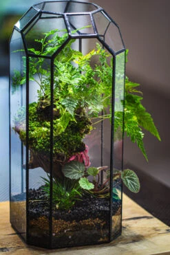 Vintage Tall Octagon Geometric Tin Glass Terrarium , 12.6" , Open, Suitable For Tall Plants, Orchid, Small Begonia Pitcher, Micro Landscape -Terrarium Plant Hub IMG 3233