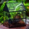 NCYP Vintage House Shape Glass Geometric Terrarium, With Side Door, With Mesh / Vent Holes For Small Insects Pet Building Set -Terrarium Plant Hub IMG 3358