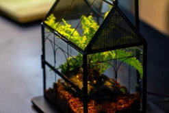 NCYP Vintage House Shape Glass Geometric Terrarium, With Side Door, With Mesh / Vent Holes For Small Insects Pet Building Set -Terrarium Plant Hub IMG 3362