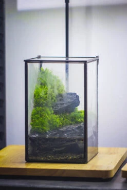 NCYP Watertight Close Geometric Glass Tin Terrarium, For Small Waterpond, Moss Landscape, Live Miniature, Water Pond, Miniature -Terrarium Plant Hub IMG 3371