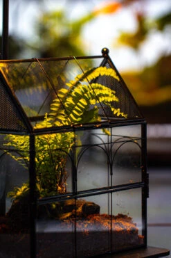 NCYP Vintage House Shape Glass Geometric Terrarium, With Side Door, With Mesh / Vent Holes For Small Insects Pet Building Set -Terrarium Plant Hub IMG 3373