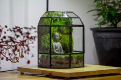 Half Dome Geometric Glass Terrarium, Close, Succulents Planter Pot Miniature Landscape Bonsai Container -Terrarium Plant Hub IMG 3383