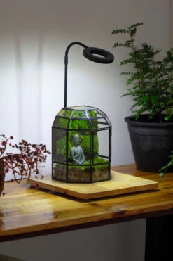 Half Dome Geometric Glass Terrarium, Close, Succulents Planter Pot Miniature Landscape Bonsai Container -Terrarium Plant Hub IMG 3386