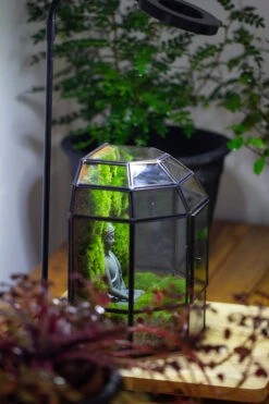 Half Dome Geometric Glass Terrarium, Close, Succulents Planter Pot Miniature Landscape Bonsai Container -Terrarium Plant Hub IMG 3387