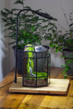 Half Dome Geometric Glass Terrarium, Close, Succulents Planter Pot Miniature Landscape Bonsai Container -Terrarium Plant Hub IMG 3388