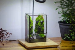 Close Geometric Glass Tin Terrarium , Watertight, 8x10" Container For Moss Wall, Fern, Landscape Waterpond, No Plants -Terrarium Plant Hub IMG 3399