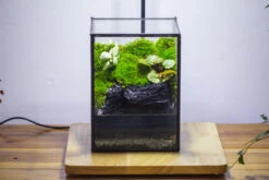 NCYP Watertight Close Geometric Glass Tin Terrarium, For Small Waterpond, Moss Landscape, Live Miniature, Water Pond, Miniature -Terrarium Plant Hub IMG 3406