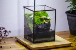 NCYP Watertight Close Geometric Glass Tin Terrarium, For Small Waterpond, Moss Landscape, Live Miniature, Water Pond, Miniature -Terrarium Plant Hub IMG 3407
