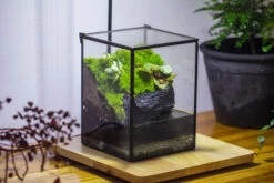 NCYP Watertight Close Geometric Glass Tin Terrarium, For Small Waterpond, Moss Landscape, Live Miniature, Water Pond, Miniature -Terrarium Plant Hub IMG 3408