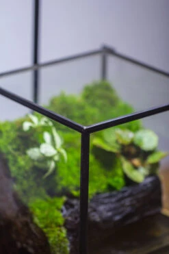 NCYP Watertight Close Geometric Glass Tin Terrarium, For Small Waterpond, Moss Landscape, Live Miniature, Water Pond, Miniature -Terrarium Plant Hub IMG 3410 2
