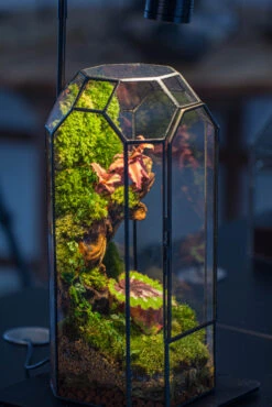 Vintage Tall Octagon Geometric Tin Glass Terrarium , 12.6" , Close, Suitable For Tall Plants, Orchid, Small Begonia Pitcher, Micro Landscape -Terrarium Plant Hub IMG 3412