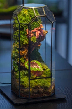 Vintage Tall Octagon Geometric Tin Glass Terrarium , 12.6" , Close, Suitable For Tall Plants, Orchid, Small Begonia Pitcher, Micro Landscape -Terrarium Plant Hub IMG 3414