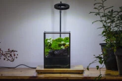 NCYP Watertight Close Geometric Glass Tin Terrarium, For Small Waterpond, Moss Landscape, Live Miniature, Water Pond, Miniature -Terrarium Plant Hub IMG 3414 3