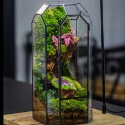 Vintage Tall Octagon Geometric Tin Glass Terrarium , 12.6" , Close, Suitable For Tall Plants, Orchid, Small Begonia Pitcher, Micro Landscape -Terrarium Plant Hub IMG 3421
